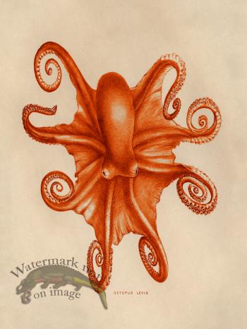 Octopus Orange 03
